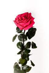 Stabilizuota rožė Amorosa Premium dark pink kaina ir informacija | Miegančios rožės, stabilizuoti augalai | pigu.lt