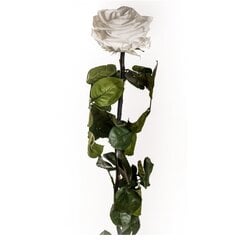 Stabilizuota rožė Amorosa Premium balta kaina ir informacija | Miegančios rožės, stabilizuoti augalai | pigu.lt