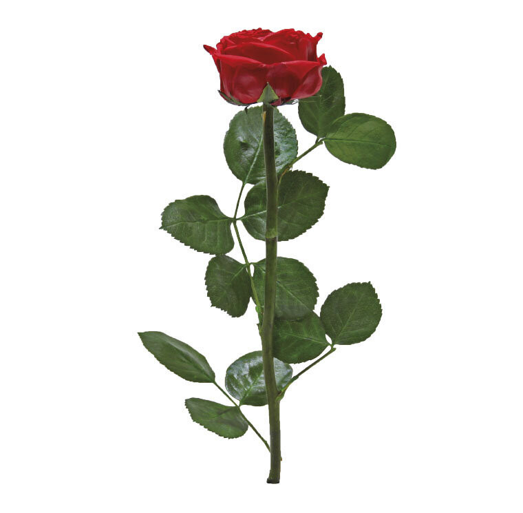 Stabiliziuota mini bijūninė rožė Amorosa Raudona цена и информация | Miegančios rožės, stabilizuoti augalai | pigu.lt