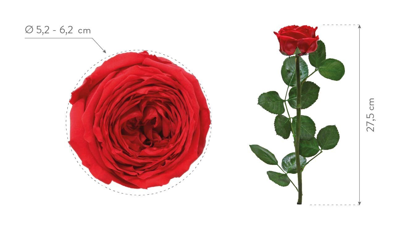 Stabiliziuota mini bijūninė rožė Amorosa Raudona kaina ir informacija | Miegančios rožės, stabilizuoti augalai | pigu.lt