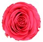 Stabilizuotos Princess rožytės 16 vnt., tamsiai rožinė kaina ir informacija | Miegančios rožės, stabilizuoti augalai | pigu.lt