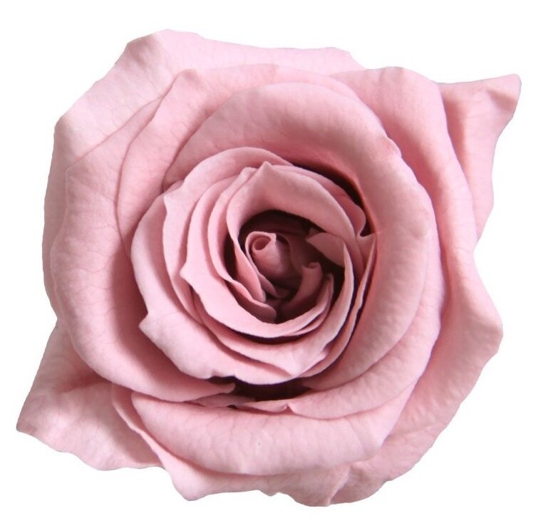 Stabilizuotos Princess rožytės 16 vnt., Cherry Blossom цена и информация | Miegančios rožės, stabilizuoti augalai | pigu.lt