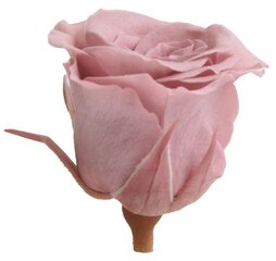 Stabilizuotos Princess rožytės 16 vnt., Cherry Blossom kaina ir informacija | Miegančios rožės, stabilizuoti augalai | pigu.lt