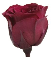 Stabilizuotos Princess rožytės 16 vnt., byzance цена и информация | Спящие стабилизированные розы, растения | pigu.lt