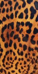 Evelatus Leopard Colorful Film kaina ir informacija | Telefono dėklai | pigu.lt