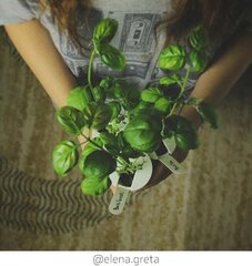3 пакета для Smart Garden Refill от Click and Grow,  базилик цена и информация | Проращиватели, лампы для растений | pigu.lt