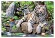 Dėlionė Bengalijos tigras, 1000 detalių kaina ir informacija | Dėlionės (puzzle) | pigu.lt