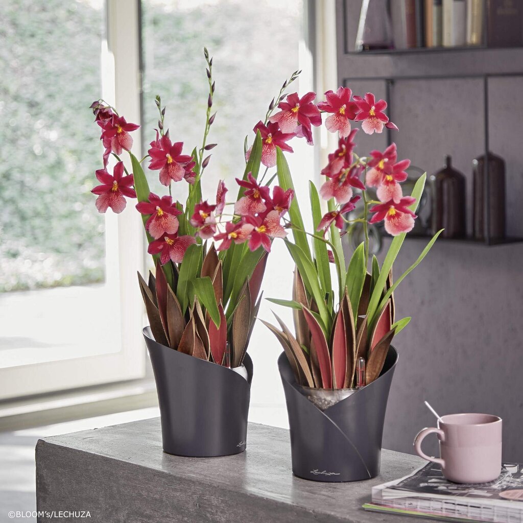 Vazonas Lechuza Orchidea, įv. spalvų kaina ir informacija | Vazonai | pigu.lt