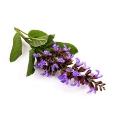 Sylveco Натуральный цветочный дезодорант (5902249011456) цена и информация | Дезодоранты | pigu.lt