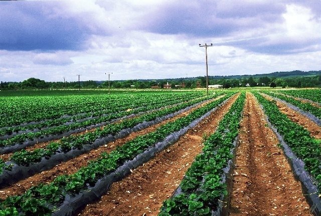 Agroplevelė nuo piktžolių 3.2 x100 m rulonas, 70 g/m2 kaina ir informacija | Sodo įrankiai | pigu.lt