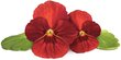 Raudonųjų našlaičių papildymas Click & Grow Smart Garden цена и информация | Gėlių sėklos | pigu.lt