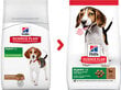 Hill's Science Plan Puppy Medium ėdalas šunims su ėriena ir ryžiais, 18 kg kaina ir informacija | Sausas maistas šunims | pigu.lt
