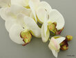 Dirbtinė gėlė - orchidėja kaina ir informacija | Dirbtinės gėlės | pigu.lt