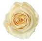 Stabilizuotos Standard rožės 6 vnt., šampaninė kaina ir informacija | Miegančios rožės, stabilizuoti augalai | pigu.lt