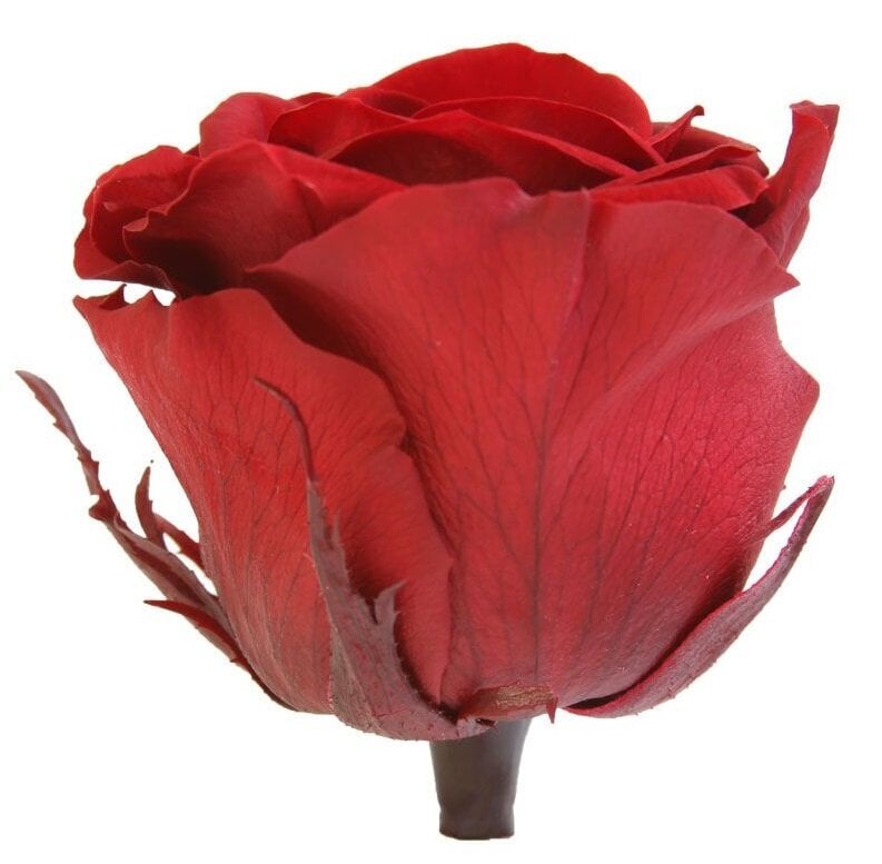 Stabilizuotos Standard rožės 6 vnt., tamsiai raudona bordinė цена и информация | Miegančios rožės, stabilizuoti augalai | pigu.lt