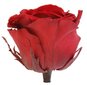 Stabilizuotos Standard rožės 6 vnt., tamsiai raudona bordinė kaina ir informacija | Miegančios rožės, stabilizuoti augalai | pigu.lt