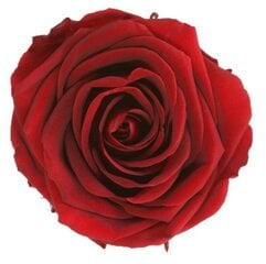 Стабилизированные розы Standard 6 шт., темно-красные бордовые цена и информация | Спящие стабилизированные розы, растения | pigu.lt