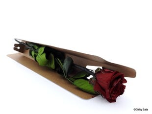 Mieganti rožė 55 cm, spalva bordo kaina ir informacija | Miegančios rožės, stabilizuoti augalai | pigu.lt