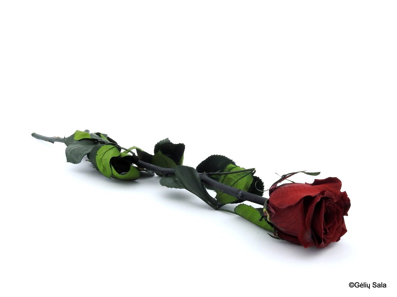 Mieganti rožė 55 cm, spalva bordo цена и информация | Miegančios rožės, stabilizuoti augalai | pigu.lt