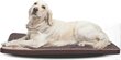 Kilimėlis šunims Hobbydog, XL, smėlio spalvos kaina ir informacija | Guoliai, pagalvėlės | pigu.lt