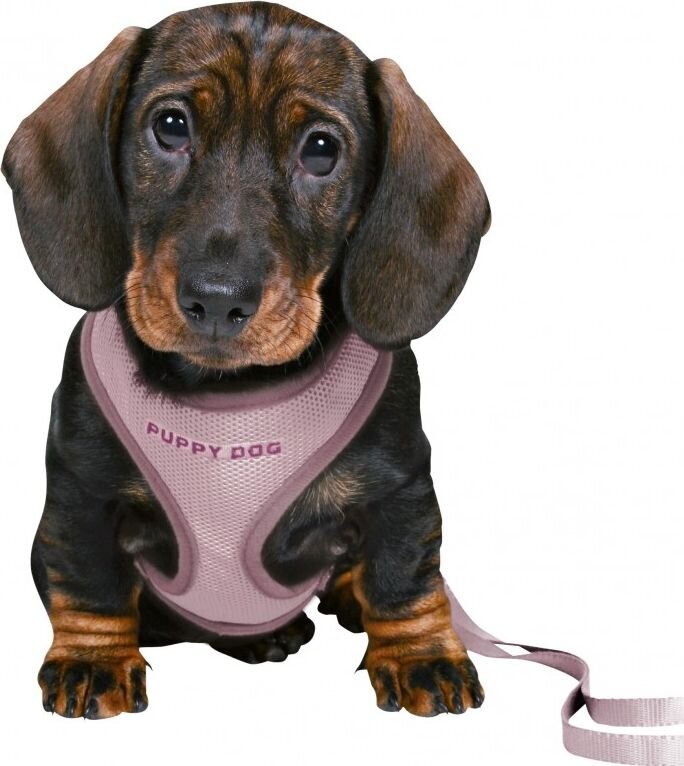 Petnešos su pavadėliu šuniukams Trixie Junior, 26–34 cm/10 mm, violetinės kaina ir informacija | Antkakliai, petnešos šunims | pigu.lt
