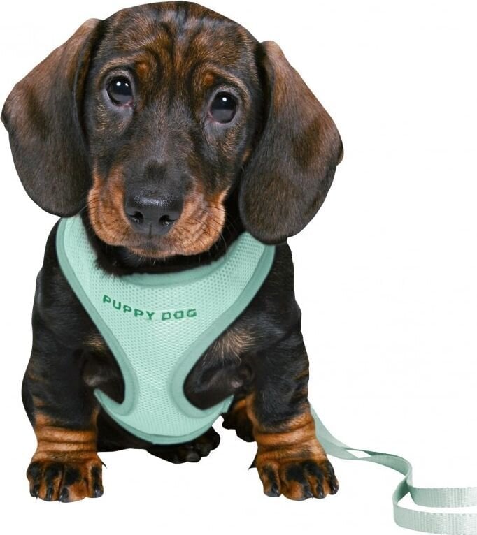 Petnešos su pavadėliu šuniukams Trixie Junior, 26–34 cm/10 mm, žalios цена и информация | Antkakliai, petnešos šunims | pigu.lt