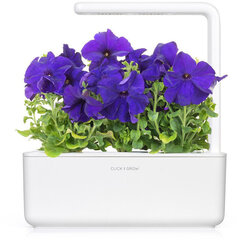 Click & Grow Smart Garden refill Blue Petunia 3pcs цена и информация | Проращиватели, лампы для растений | pigu.lt