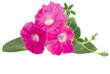 Click & Grow M5261400 kaina ir informacija | Daigyklos, lempos augalams | pigu.lt