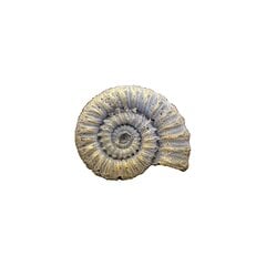 Силиконовая форма FOSSIL, 46 мм цена и информация | Принадлежности для рисования, лепки | pigu.lt