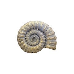 Silikoninė forma Fossil, 60 mm kaina ir informacija | Piešimo, tapybos, lipdymo reikmenys | pigu.lt