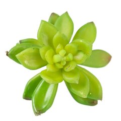 Искусственный цветок - суккулент цена и информация | Искусственные цветы | pigu.lt
