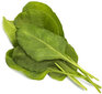 Click & Grow SGR64X3 kaina ir informacija | Daigyklos, lempos augalams | pigu.lt