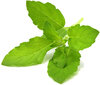 Click & Grow SGR66X3 kaina ir informacija | Daigyklos, lempos augalams | pigu.lt