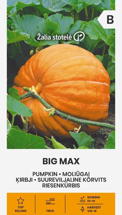Moliūgai Big Max kaina ir informacija | Daržovių, uogų sėklos | pigu.lt