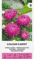 Kininiai ratiliai žemaūgiai Colour carpet kaina ir informacija | Gėlių sėklos | pigu.lt