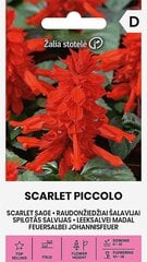 Raudonžiedžiai šalavijai Scarlet Piccolo цена и информация | Семена цветов | pigu.lt