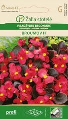 Бегонии Broumov H цена и информация | Семена цветов | pigu.lt