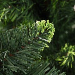 Dirbtinė kalėdinė eglutė su kankorėžiais, 210 cm, žalia цена и информация | Искусственные елки | pigu.lt