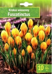 Крокусы Fuscotinctus 10 шт. цена и информация | Луковицы цветов | pigu.lt