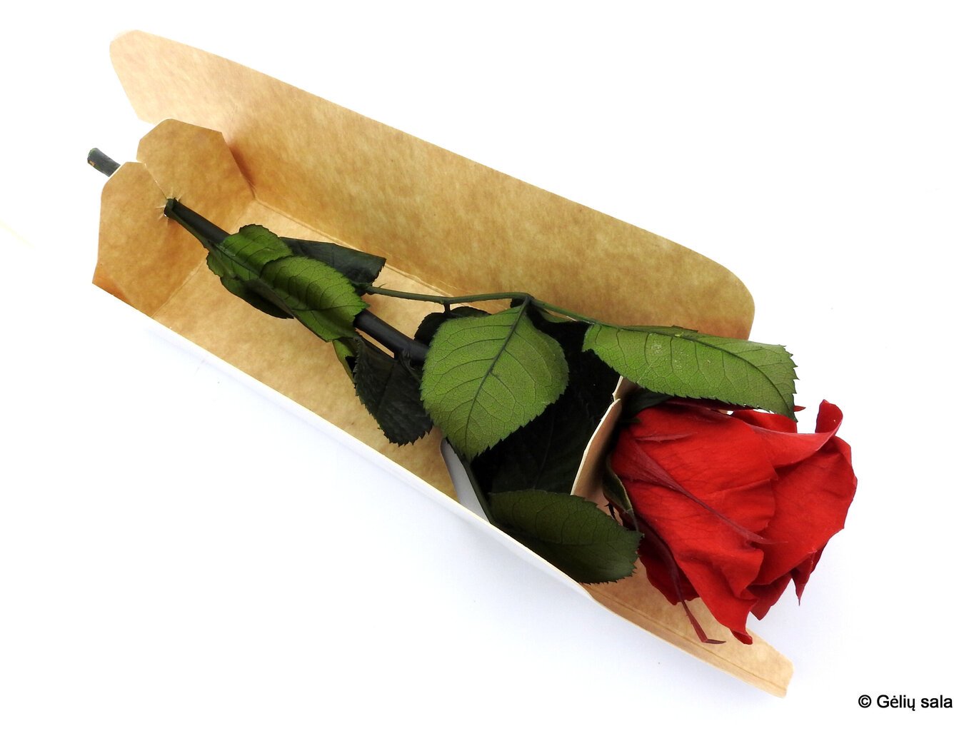 Mieganti rožė, raudona цена и информация | Miegančios rožės, stabilizuoti augalai | pigu.lt