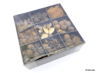 Džiovintų augalų rinkinys dėžutėje kaina ir informacija | Kalėdinės dekoracijos | pigu.lt