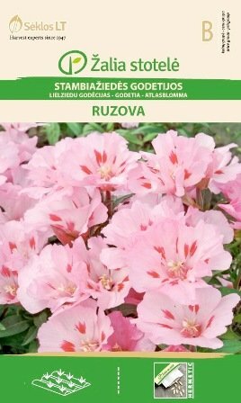 Stambiažiedės godetijos Ruzova цена и информация | Gėlių sėklos | pigu.lt