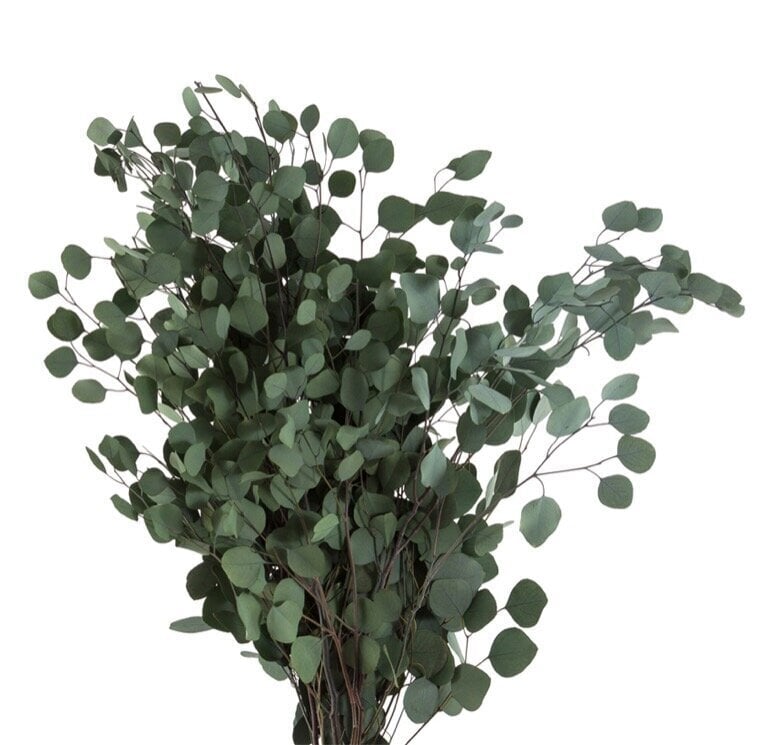 Stabilizuotos eukaliptų šakelės Populus kaina ir informacija | Miegančios rožės, stabilizuoti augalai | pigu.lt