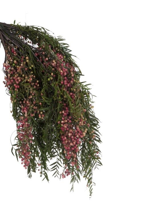 Stabilizuotos pipirų medžio šakelės Pepper Tree kaina ir informacija | Miegančios rožės, stabilizuoti augalai | pigu.lt
