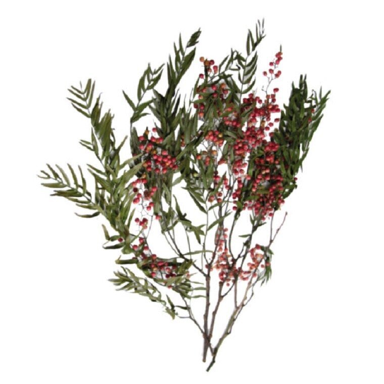 Stabilizuotos pipirų medžio šakelės Pepper Tree kaina ir informacija | Miegančios rožės, stabilizuoti augalai | pigu.lt