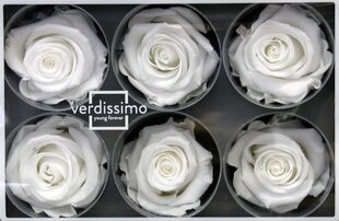 Стабилизированные Standard розы 6 шт., белые цена и информация | Спящие стабилизированные розы, растения | pigu.lt