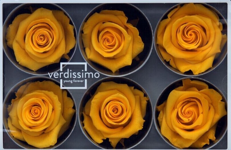 Stabilizuotos Standard rožės 6 vnt., geltona kaina ir informacija | Miegančios rožės, stabilizuoti augalai | pigu.lt