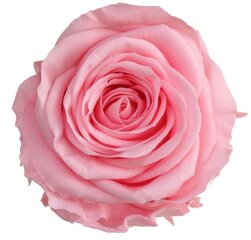 Stabilizuotos Standard rožės 6 vnt., rožinė kaina ir informacija | Miegančios rožės, stabilizuoti augalai | pigu.lt
