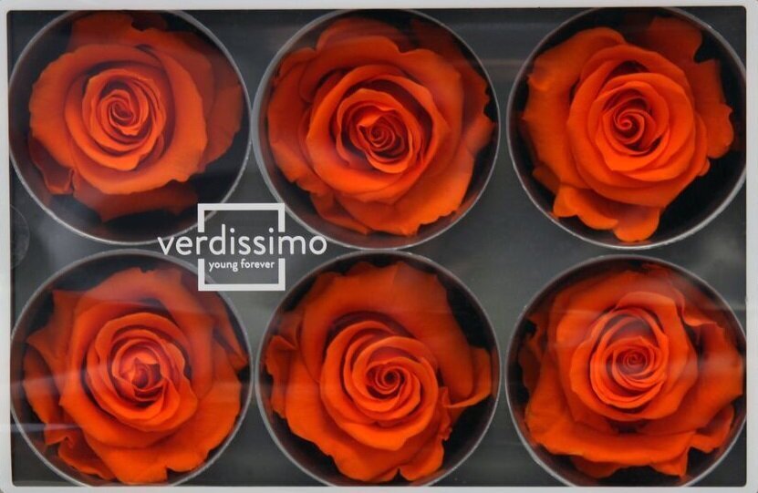 Stabilizuotos Standard rožės 6 vnt., oranžinė kaina ir informacija | Miegančios rožės, stabilizuoti augalai | pigu.lt