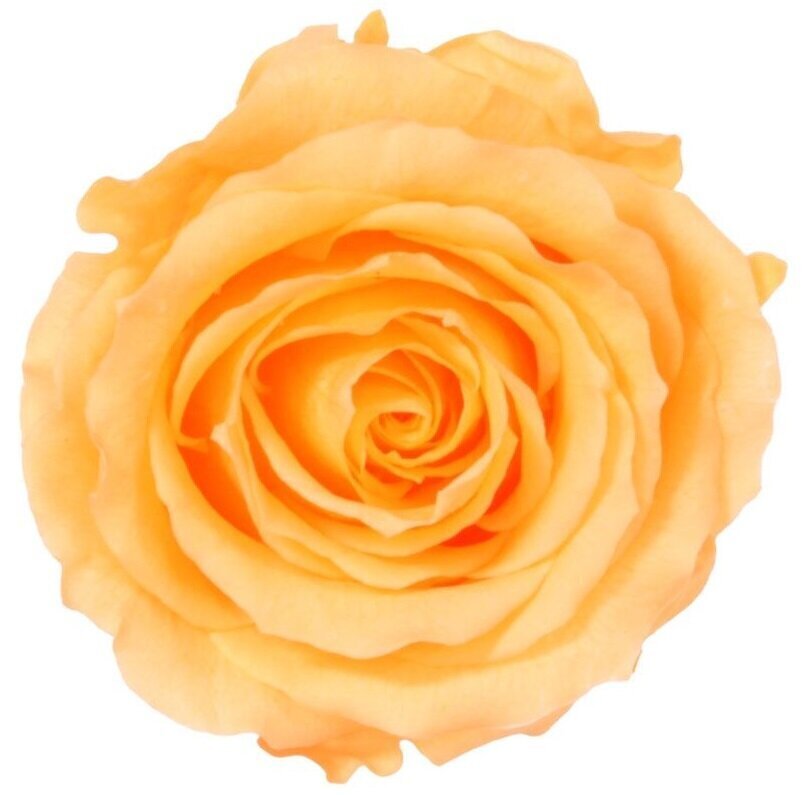 Stabilizuotos Standard rožės 6 vnt., persikinė kaina ir informacija | Miegančios rožės, stabilizuoti augalai | pigu.lt